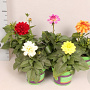 Dahlia divers 25 cm P12