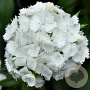 Dianthus arvernensis 'Albus' 20 cm P12