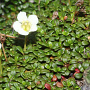 Diapensia lapponica 20 cm P12