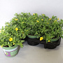 Calibrachoa Noa Yellow 15 cm P12
