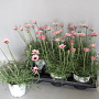 Rhodanthemum Rose 25 cm P14