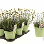 Rhodanthemum White 25 cm P14