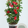 Sundaville 19 cm Rek Red 70 cm P19