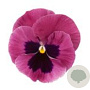 Viola Grootbloeming roze tinten GM P9