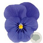 Viola kleinbloemig blauw GM P9