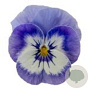 Viola kleinbloemig blauw wit GM P9