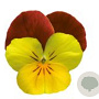 Viola kleinbloemig geel met rode vleugel GM P9