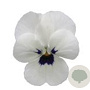 Viola kleinbloemig wit met donker oog GM P9