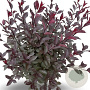 Prunus cistena 100-125 cm 12L