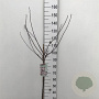 Prunus cistena 80 cm stam 7,5L