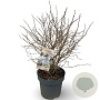 Prunus incisa 'Kojou-no-mai' 50-80 cm 12L