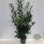 Prunus l. 'Caucasica' 125-150 cm 12L