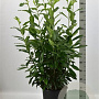 Prunus l. Genolia 100-125 cm 12L