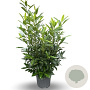 Prunus l. 'Herbergii' 100-125 cm 12L