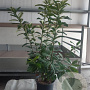 Prunus l. 'Novita' 125-150 cm 15L