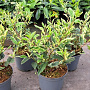 Prunus lusitanica 'Variegata' 25-30 cm 3,0L