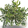 Prunus lusitanica 'Variegata' 80-100 cm 12L