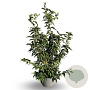 Prunus nipponica 'Brillant' 100-125 cm 12L