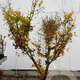 Acer palmatum 200-250 cm draadkluit solitair