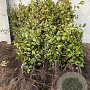Fagus sylvatica 100-125 cm met kluit