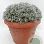 Helichrysum italicum GM 30L