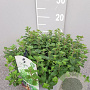 Origanum vulgare GM C3
