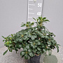 Pittosporum tob. 'Nanum' GM C3