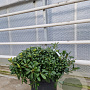 Pittosporum tob. 'Nanum' GM 45L
