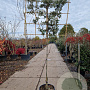 Quercus ilex 150 cm stam container 6-8 leiboom