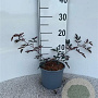Rosa glauca 20-30 cm 2,0L