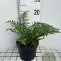 Dryopteris affinis GM 2,0L