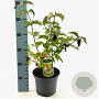 Leycesteria formosa 'Notbruce' 40-50 cm 3,0L