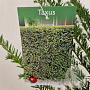 Taxus baccata 75-80 cm 4,5L
