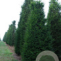 Taxus baccata 225-250 cm draadkluit solitair opgeknipt