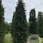 Taxus baccata 500-550 cm draadkluit solitair