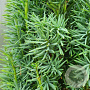 Taxus b. 'Fastigiata' 150-175 cm draadkluit solitair