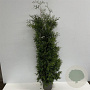 Thuja occ. 'Brabant' 150-175 cm 12L