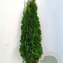 Thuja occ. 'Smaragd' 125-150 cm met kluit