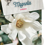 Magnolia stellata 60-80 cm 10L