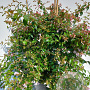 Abelia 'Edward Goucher' 80-100 cm 20L