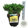 Hedera hel. 'Woerner' 120x180 Mobilane vanaf 35 st