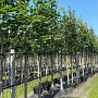 Acer platanoides 12-14 HO container