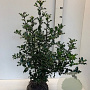 Ilex aquifolium 60-80 cm met kluit
