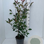 Photinia fraseri 'Red Robin' 80-100 cm 7,5L