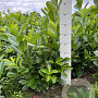 Prunus I. 'Rotundifolia' 60-80 cm met kluit