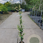 Trachelospermum jasminoides 100-125 cm 3,0L