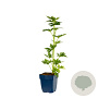 Aconitum carm. 'Arendsii' GM  P11