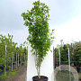 Acer davidii Viper 300-350 cm cont. 130L