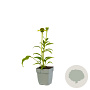 Echinacea p. 'Green Jewel' GM  P11