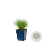 Festuca glauca GM  P11